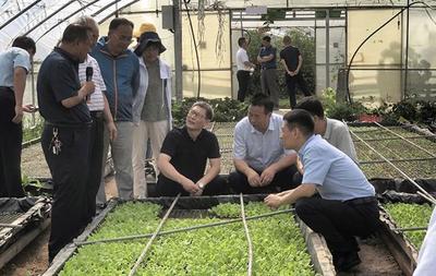 农业专家在太白县调研指导蔬菜产业发展