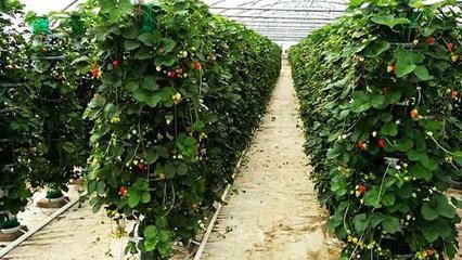 德荣说法:大棚草莓种植技术推广