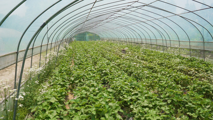 4k农业种植水果草莓大棚