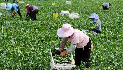 镇平县:蔬菜地里好“丰”景 助农增收“新引擎”