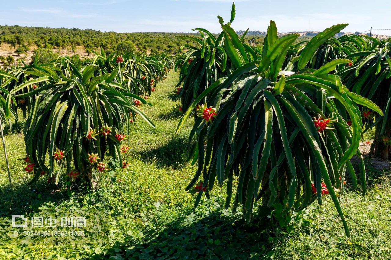 火龙果仙人掌种植园